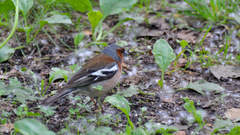 Fringilla coelebs