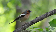 Fringilla coelebs