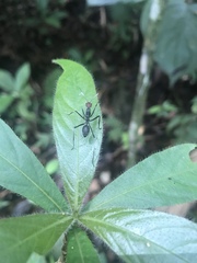 Camponotus singularis singularis