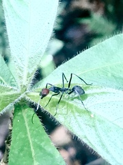 Camponotus singularis singularis