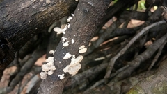 Fungi