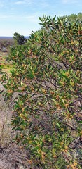 Acacia beckleri