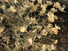 Psilostrophe cooperi