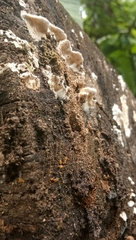 Fungi
