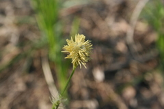Carex michelii