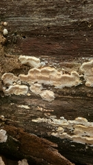 Fungi