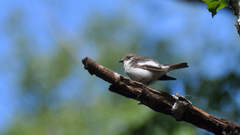 Ficedula hypoleuca