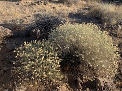 Psilostrophe cooperi