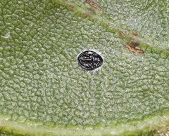 Tetraleurodes perileuca