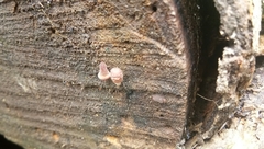 Fungi