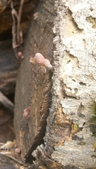 Fungi