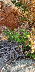 Alyxia buxifolia