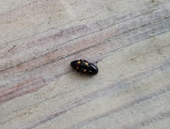 Glischrochilus hortensis