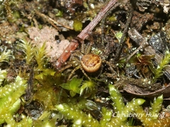 Xysticus croceus