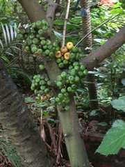 Ficus variegata
