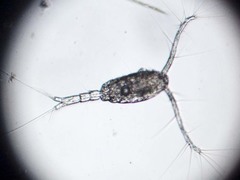 Neocopepoda