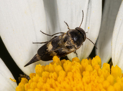 Variimorda villosa