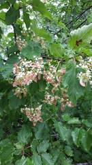 Acer tataricum