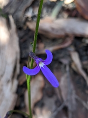 Lobelia dentata