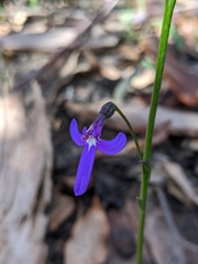 Lobelia dentata