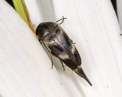 Variimorda villosa