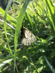 Parnassius glacialis