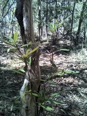 Samadera bidwillii