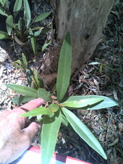 Samadera bidwillii