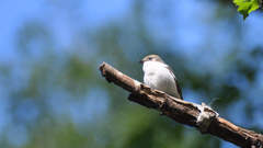 Ficedula hypoleuca