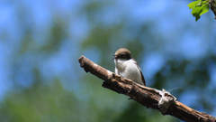 Ficedula hypoleuca