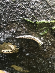 Meghimatium pictum
