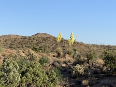 Nolina bigelovii