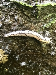 Meghimatium pictum