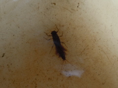 Paraleptophlebia debilis