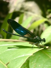 Euphaea