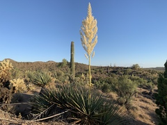 Nolina bigelovii