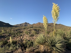 Nolina bigelovii