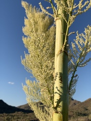 Nolina bigelovii