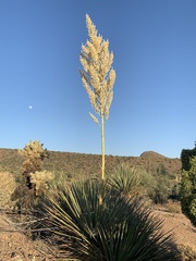 Nolina bigelovii