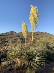 Nolina bigelovii