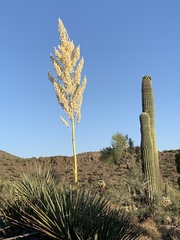 Nolina bigelovii