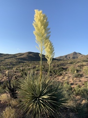 Nolina bigelovii