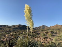 Nolina bigelovii