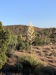 Nolina bigelovii
