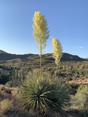 Nolina bigelovii