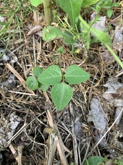 Glycine max soja