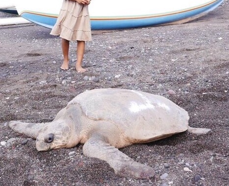 Olive Ridley Sea Turtle (Lepidochelys olivacea)