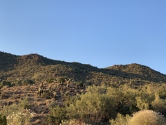 Nolina bigelovii