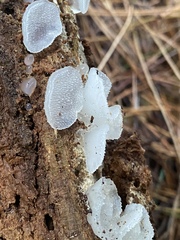 Pseudohydnum orbiculare