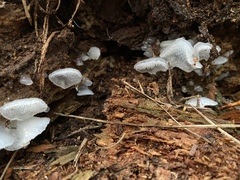 Pseudohydnum orbiculare